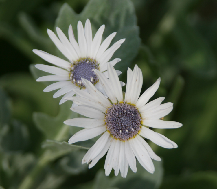 South African Pearl Daisy