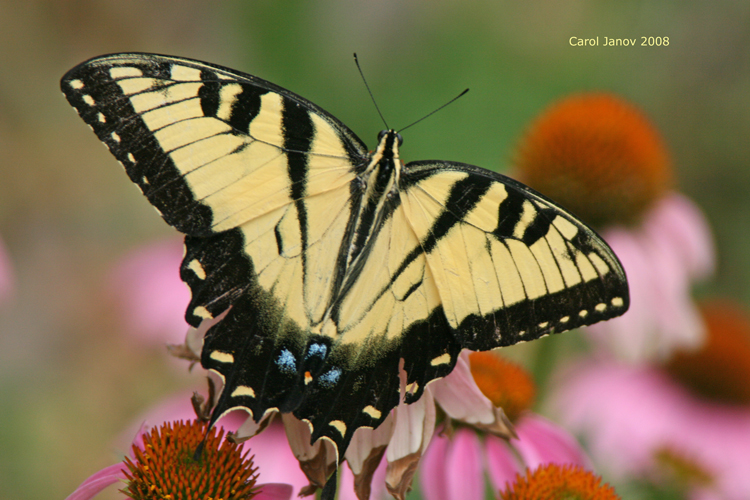 Western Tiger Swallowtail Dorsal View