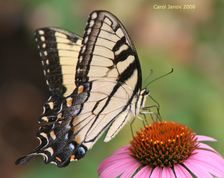 butterflies side view