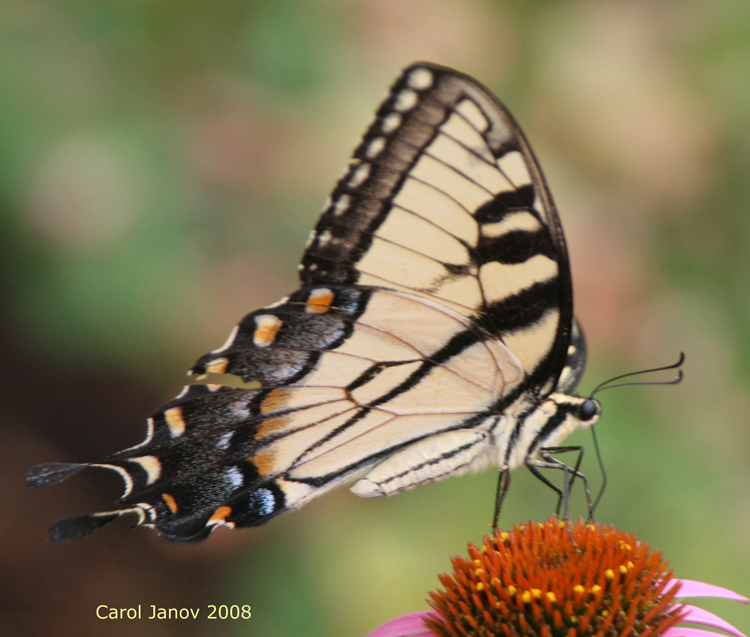Western Tiger Swallowtail From Side