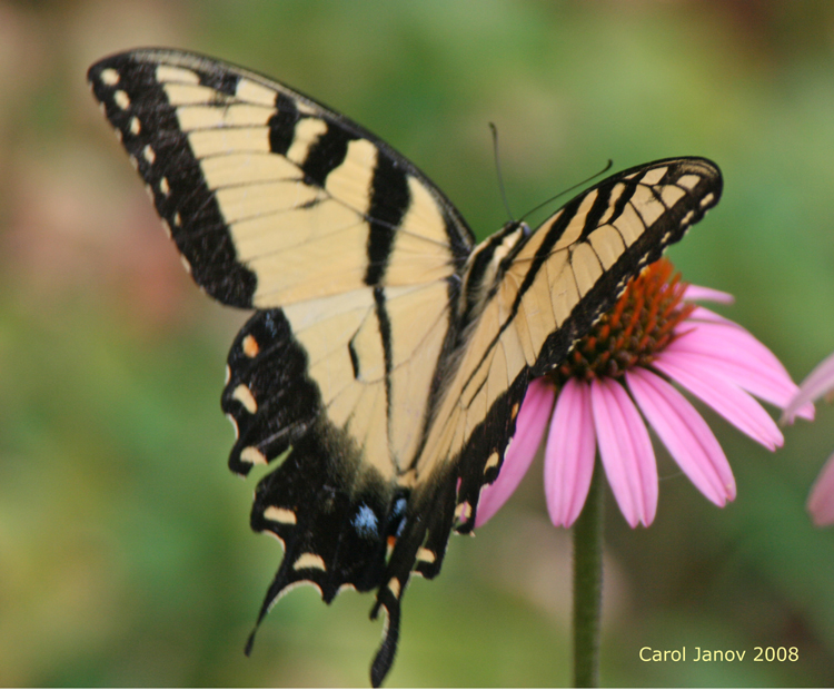 secre swallowtail figure