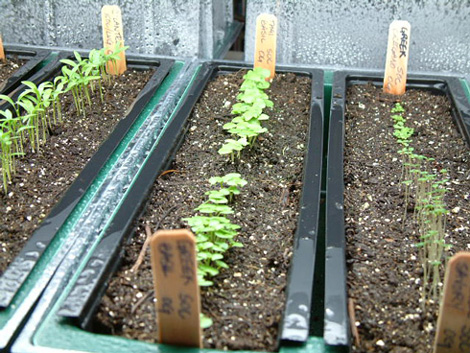 Basil Seedlings Photo