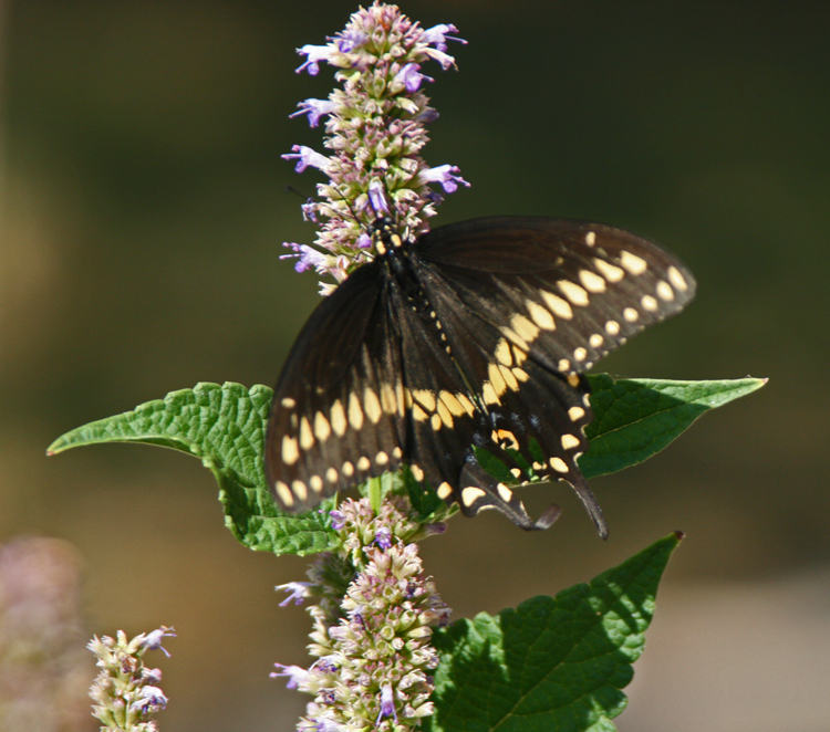 Black Swallowtail