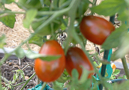 Black Plum Paste Tomato