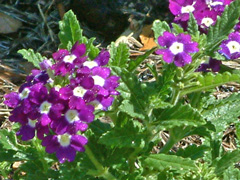 Verbena Photo