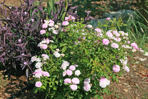 Caldwell Pink Rose and Purple Heart