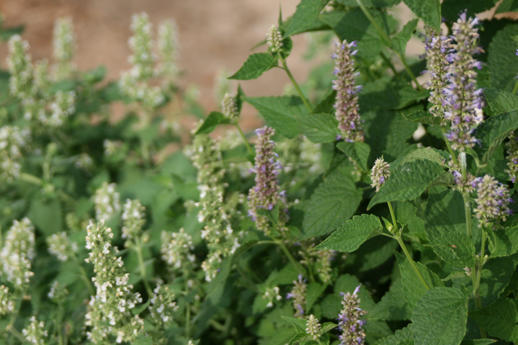 catnip and licorice mint