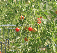 Chadwick Cherry Tomato