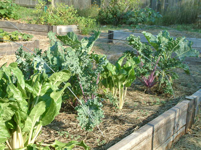 Greens