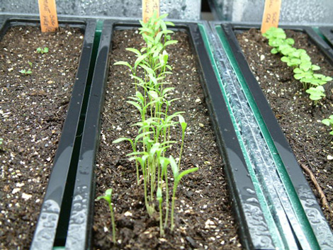 Cilantro Seedling Photo
