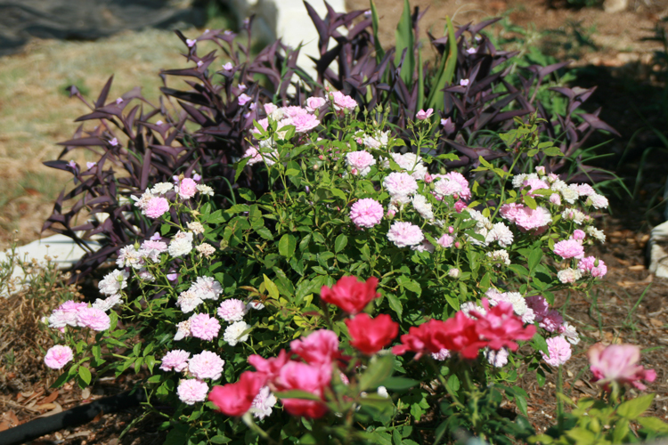 Caldwell Pink, Purple Heart, Knock Out