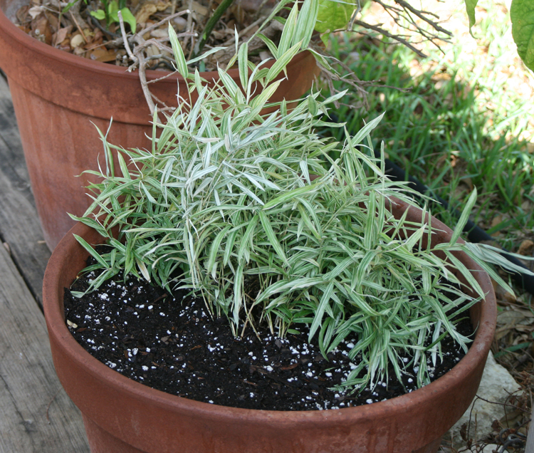 Dwarf Whitestripe Bamboo