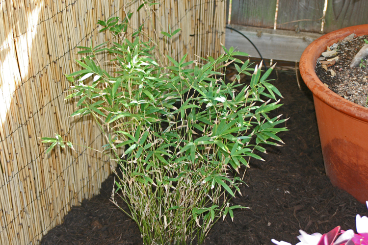 Chinese Goddess Bamboo