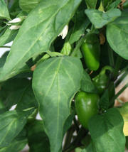 Jalapeno Peppers