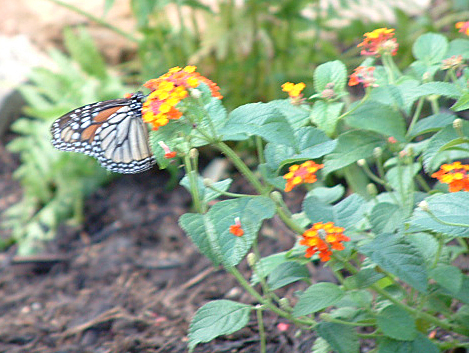 Lantana and Monarch
