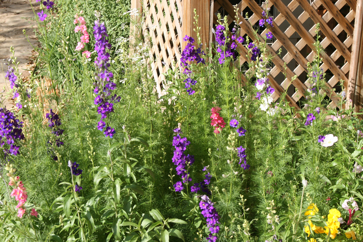 larkspurs