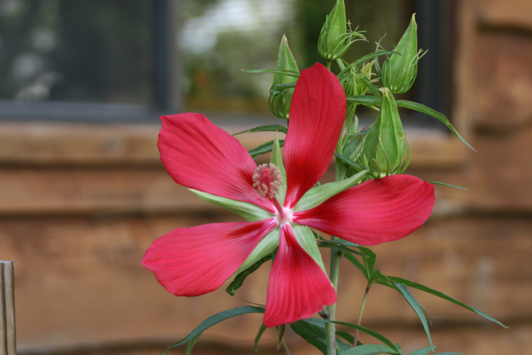 Lone Star Hibiscus