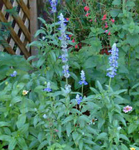 Mealy Blue Sage Photo