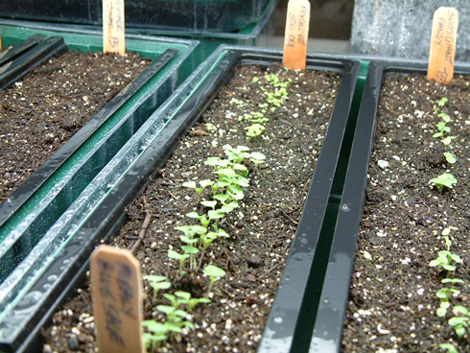 Mealy Blue Sage Seedlings Photo