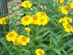 Mexican Mint Marigold Photo