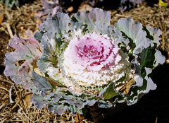 Flowering Kale - Victoria Pigeon