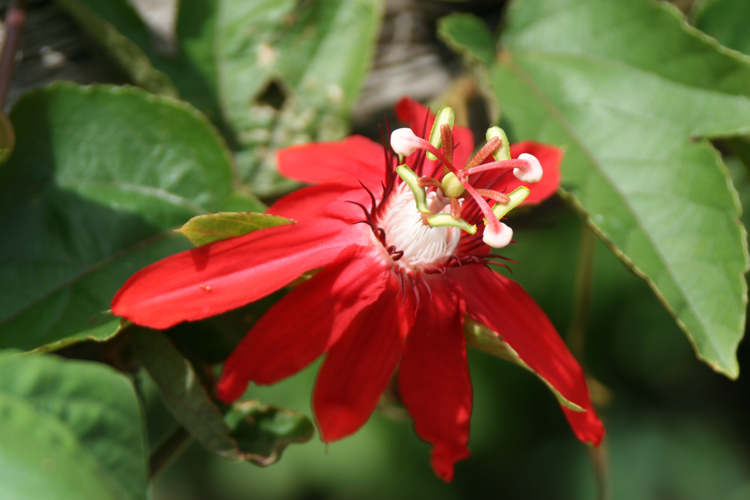 Scarlet Passion Flower