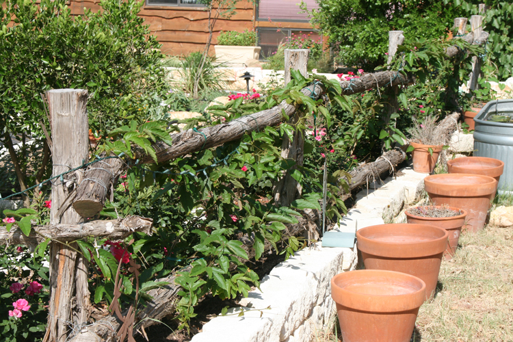 Passionvine on Fence