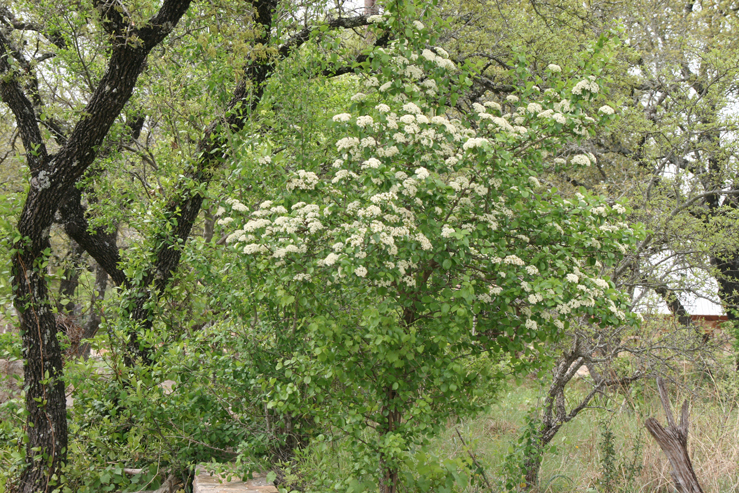 Rusty Blackhaw Viburnum