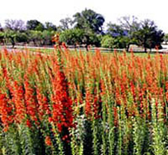 Standing Cypress Photo
