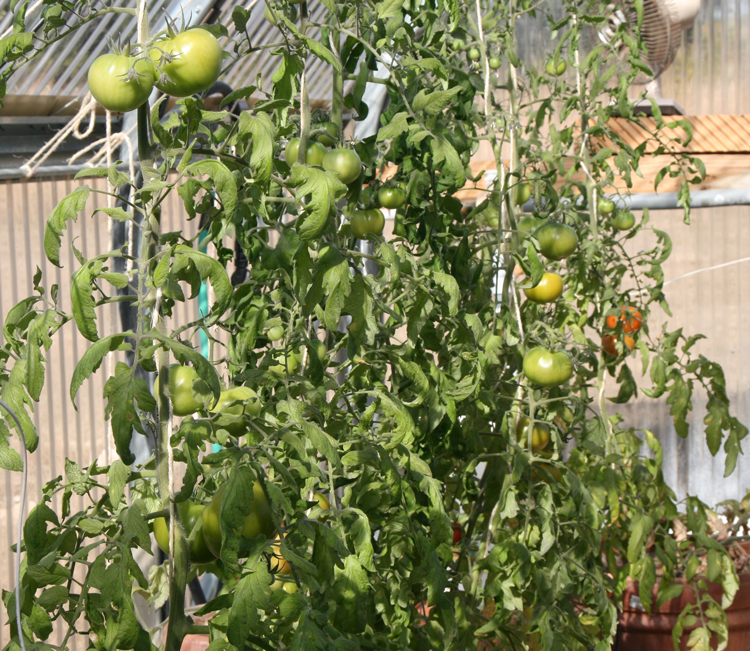 Tomatoes in the Greenhouse