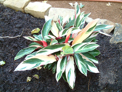 Variegated Ginger