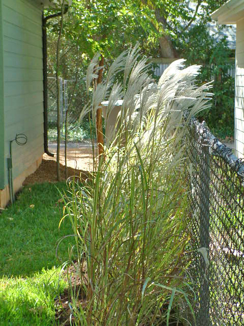Variegated Miscanthus