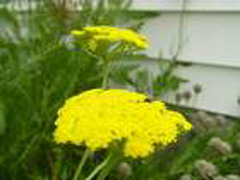 Yellow Yarrow Photo