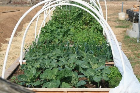 Lost Valley Gardens CSA: Latest post