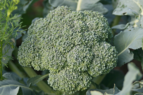 Lost Valley Gardens CSA: Latest post