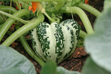 Lost Valley Gardens CSA: Latest post