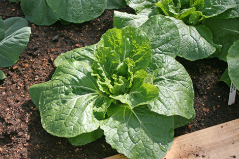 Lost Valley Gardens CSA: Latest post