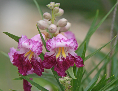 Lost Valley Gardens: Latest post