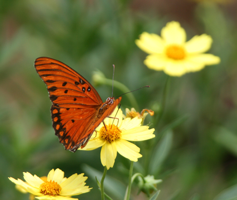 Lost Valley Gardens: Latest post