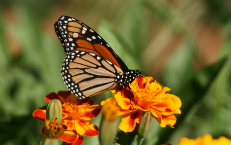 Lost Valley Gardens: Latest post