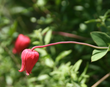 Lost Valley Gardens: Latest post