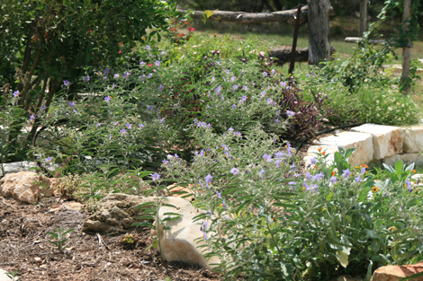 Lost Valley Gardens: Latest post