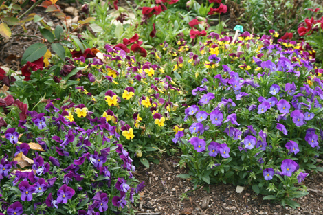 Lost Valley Gardens: Latest post