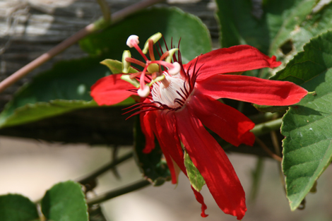 Lost Valley Gardens: Latest post