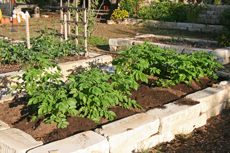 Lost Valley Gardens CSA: Latest post