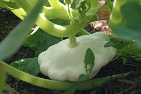 Lost Valley Gardens CSA: Latest post