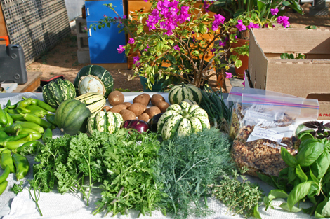 Lost Valley Gardens CSA: Latest post