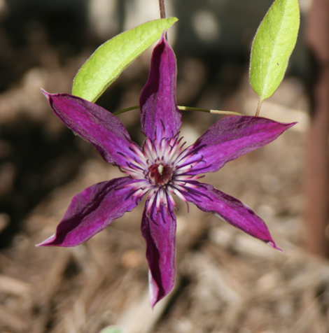 Lost Valley Gardens: Latest post
