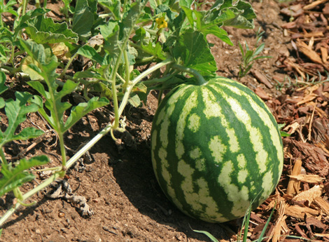 Lost Valley Gardens CSA: Latest post