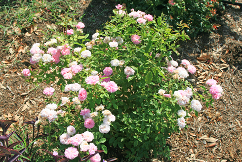 Lost Valley Gardens | More Roses – Featuring Caldwell Pink